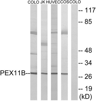 Peroxin 11β rabbit pAb Antibody