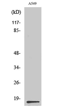 PGE synthase rabbit pAb Antibody