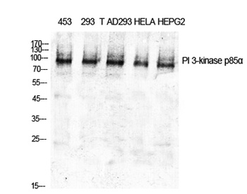 PI 3-kinase p85α rabbit pAb Antibody