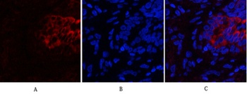 PI 3-kinase p85α/γ rabbit pAb Antibody