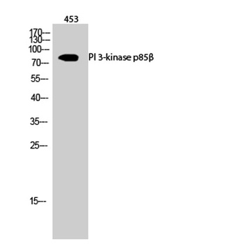 PI 3-kinase p85β rabbit pAb Antibody