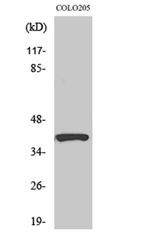 PI-9 rabbit pAb Antibody