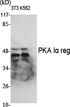 PKA Iα reg rabbit pAb Antibody