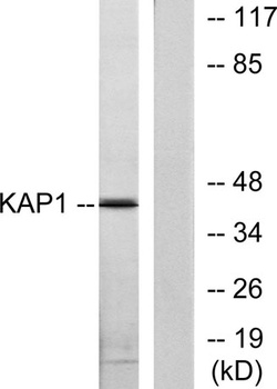 PKA Iβ reg rabbit pAb Antibody