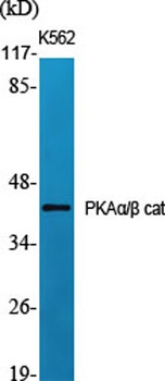 PKAα/β cat rabbit pAb Antibody