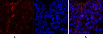 PKM2 rabbit pAb Antibody