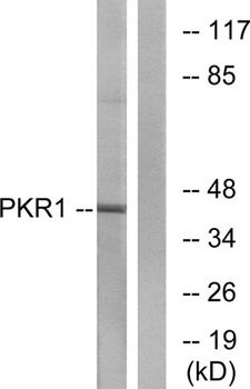 PKR1 rabbit pAb Antibody