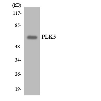 PLK-5 rabbit pAb Antibody