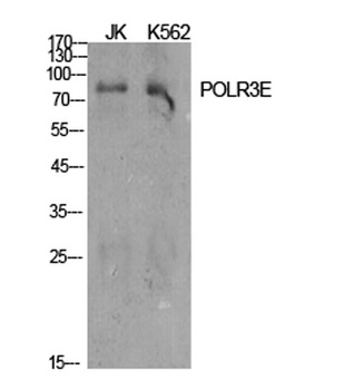 POLR3E rabbit pAb Antibody