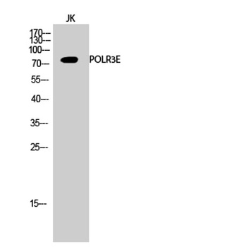 POLR3E rabbit pAb Antibody