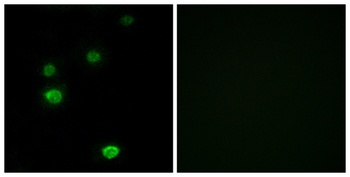 POLR3E rabbit pAb Antibody