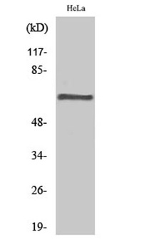 PP2A-Aβ rabbit pAb Antibody