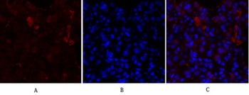 PPAR-γ rabbit pAb Antibody