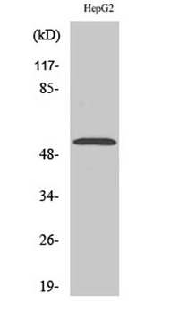PREP-2 rabbit pAb Antibody