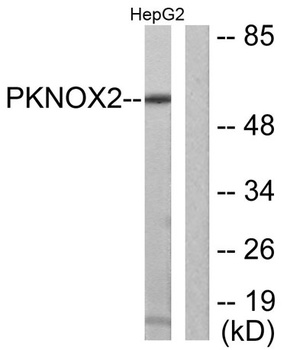 PREP-2 rabbit pAb Antibody