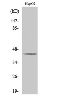 PSMC6 rabbit pAb Antibody
