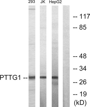 PTTG1/2/3 rabbit pAb Antibody
