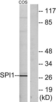 PU.1 rabbit pAb Antibody