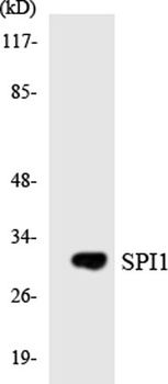 PU.1 rabbit pAb Antibody