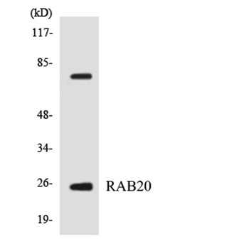 Rab 20 rabbit pAb Antibody