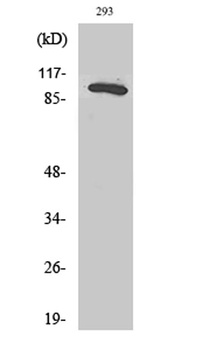 Rab 3 GAP p130 rabbit pAb Antibody