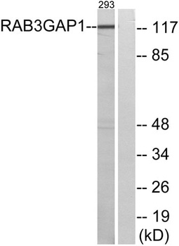 Rab 3 GAP p130 rabbit pAb Antibody