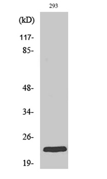 Rab 35 rabbit pAb Antibody
