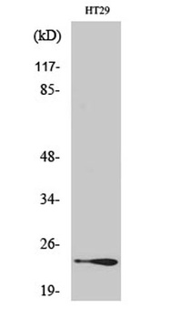 Rab 7L1 rabbit pAb Antibody