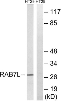 Rab 7L1 rabbit pAb Antibody