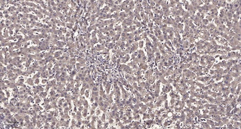 Rab L2A rabbit pAb Antibody