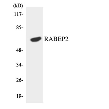 Rabaptin-5β rabbit pAb Antibody