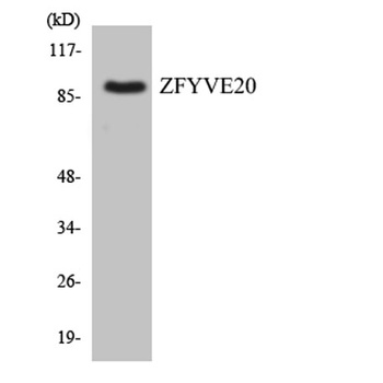 Rabenosyn-5 rabbit pAb Antibody