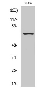 Rac GAP1 rabbit pAb Antibody