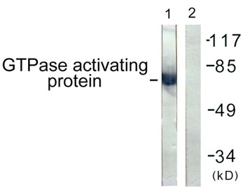 Rac GAP1 rabbit pAb Antibody