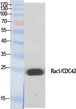 Rac1/2/3/CDC42 rabbit pAb Antibody