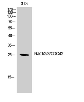 Rac1/2/3/CDC42 rabbit pAb Antibody
