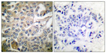 Rac1/2/3/CDC42 rabbit pAb Antibody