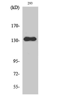 RACK7 rabbit pAb Antibody