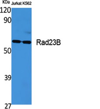 Rad23B rabbit pAb Antibody