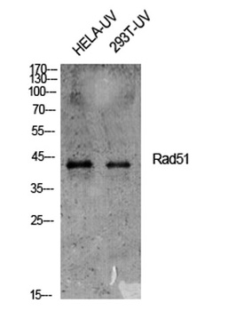 Rad51 rabbit pAb Antibody
