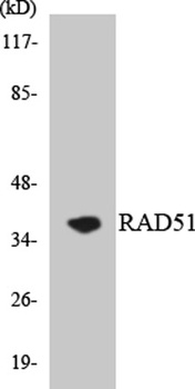 Rad51 rabbit pAb Antibody