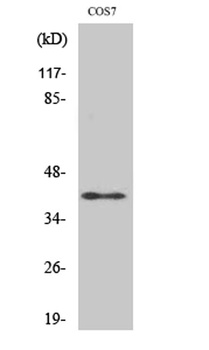 Rad51C rabbit pAb Antibody