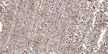 Rad51C rabbit pAb Antibody