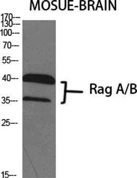 Rag A/B rabbit pAb Antibody