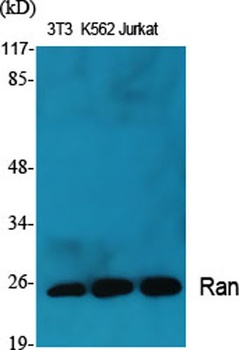 Ran rabbit pAb Antibody
