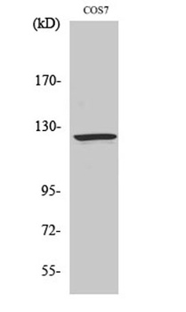 Ran BP-6 rabbit pAb Antibody