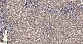 Ran BP-6 rabbit pAb Antibody