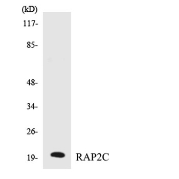 Rap 2C rabbit pAb Antibody