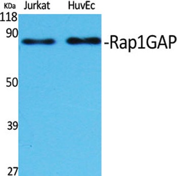 Rap1GAP rabbit pAb Antibody