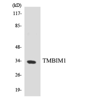 RECS1 rabbit pAb Antibody